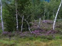 Moorlandschaft im Egerndacher Filz mit blühender Besenheide und Birkenstämmen